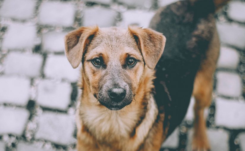 Fortaleza: MPCE vai propor orientações para acolhimento de animais domésticos vítimas de maus-tratos
