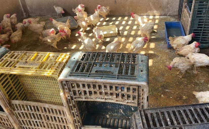 Fiscalização do Decon e Agefis interdita abatedouro clandestino e apreende 300 kg de frango