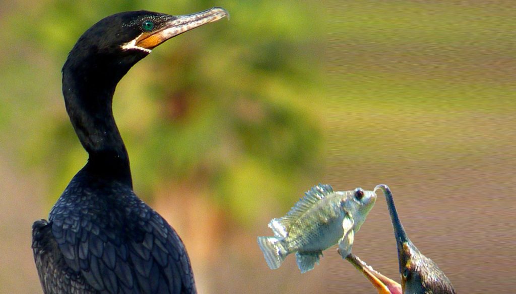 Exposição “Sobral: Cidade das Aves” é inaugurada nesta quarta-feira (19) na Sede das Promotorias de Justiça da cidade
