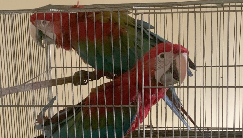 MPCE faz nova denúncia contra quadrilha que traficava animais silvestres