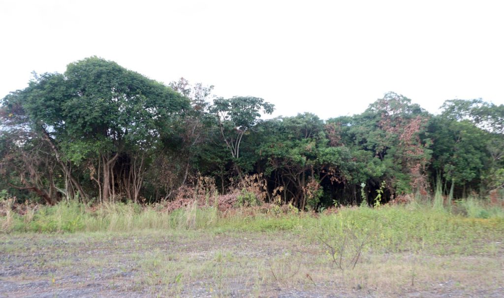 Em reunião com o MP do Ceará, empresa organizadora do Fortal se compromete a não intervir no terreno até conclusão da análise técnica 