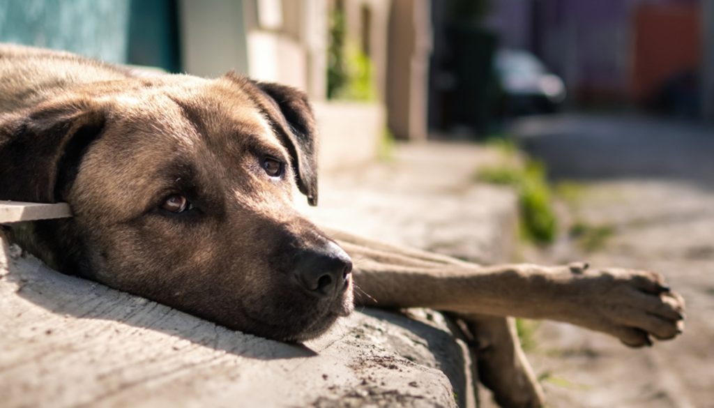 MP do Ceará fiscalizará políticas públicas de bem-estar animal no município de Tauá 