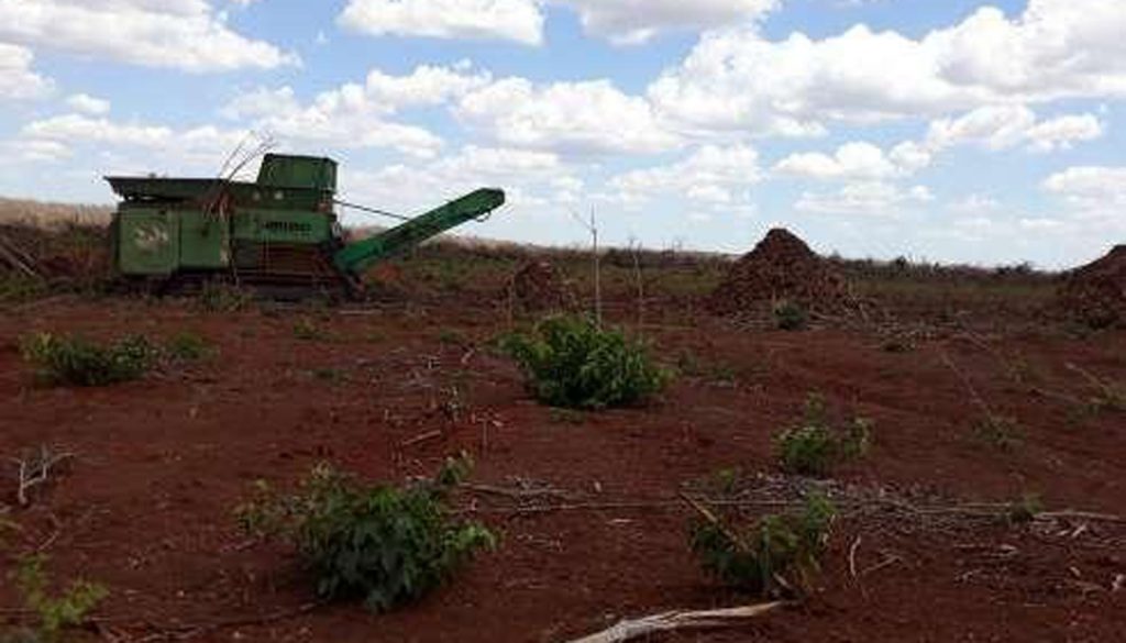 MP do Ceará aciona a Justiça para embargar atividades de empresa suspeita de desmatar e usar agrotóxicos de forma irregular em Tabuleiro do Norte