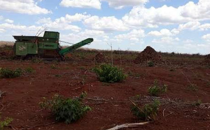 MP do Ceará aciona a Justiça para embargar atividades de empresa suspeita de desmatar e usar agrotóxicos de forma irregular em Tabuleiro do Norte