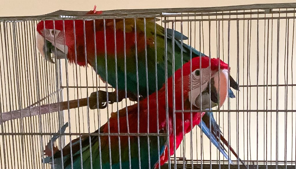 Justiça acolhe pedidos do MP do Ceará e condena três réus por crimes de tráfico de animais silvestres, associação criminosa e lavagem de dinheiro 