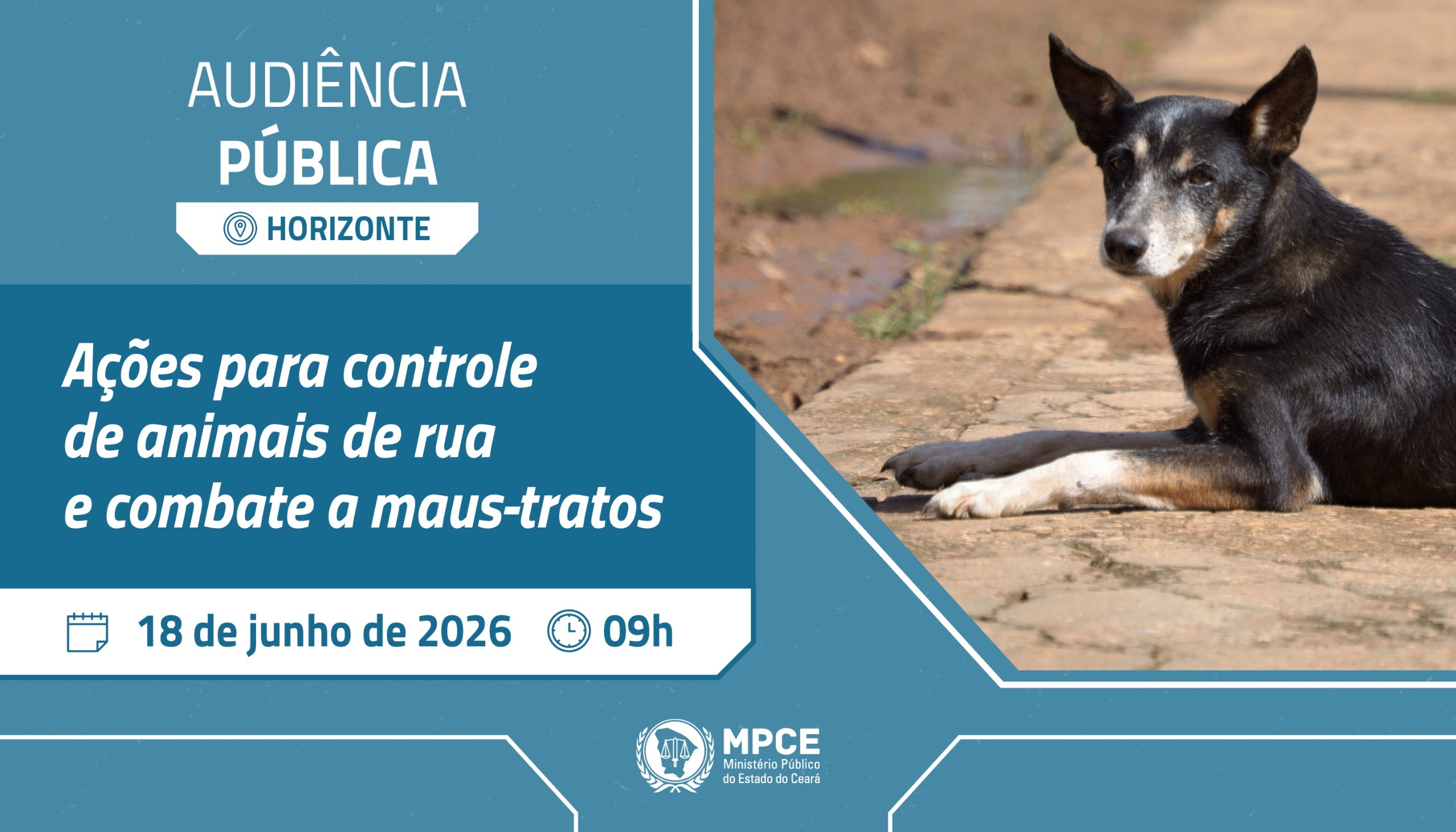MP do Ceará convoca audiência pública para discutir ações de controle de animais de rua e combate a maus-tratos em Horizonte